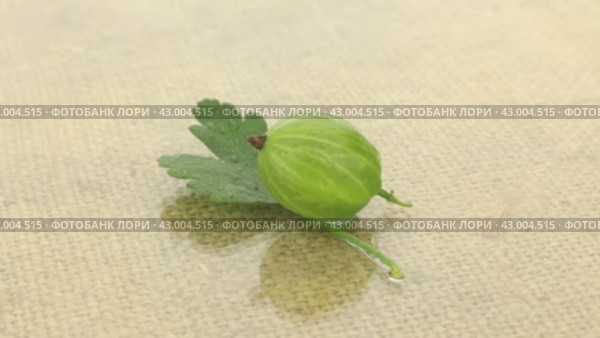 Вращение зеленого крыжовника в каплях росы на фоне мешковины. Rotation of green gooseberry in drops of dew. Стоковое видео, видеограф Александр Собко / Фотобанк Лори