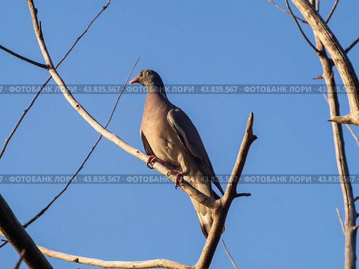 Вяхирь (лат. Columba palumbus) Стоковое фото, фотограф Алексей Букреев / Фотобанк Лори