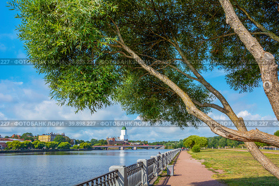 Vyborg, picturesque willow on the embankment of the Bolshoy Ladle Bay (2019 год). Редакционное фото, фотограф Ольга Остроухова / Фотобанк Лори