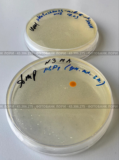 Выращивание и тестирование колоний генномодифицированных бактерий Escherichia coli (кишечная палочка) на питательной среде на чашках Петри. Стоковое фото, фотограф Alex / Фотобанк Лори