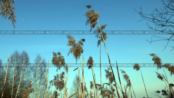 Высохшая трава на фоне голубого неба на закате солнца. Февраль. Dried grass against the blue sky at sunset. February. Стоковое видео, видеограф Горшков Александр / Фотобанк Лори