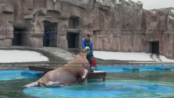 Выступление (кормление) моржа в бассейне Ижевского зоопарка Удмуртия. Редакционное видео, видеограф Оксана Шведкова / Фотобанк Лори
