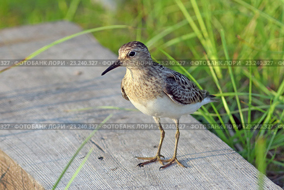 Взрослый белохвостый песочник (Calidris temminckii), взрослая птица на деревянной доске. Ямало-Ненецкий автономный округ. Стоковое фото, фотограф Григорий Писоцкий / Фотобанк Лори