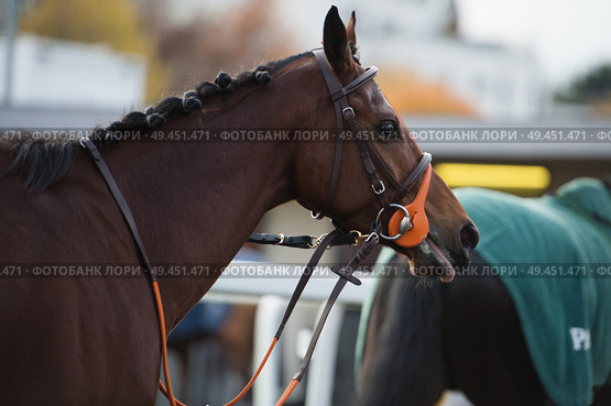 walking bay thoroughbred horse before race. Paris, France. Стоковое фото, агентство Ingram Publishing / Фотобанк Лори