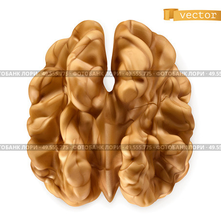 Walnut kernel. 3d realistic vector. Стоковая иллюстрация, агентство Ingram Publishing / Фотобанк Лори
