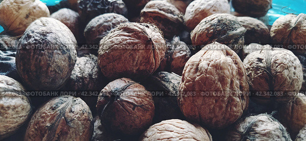 Walnuts close-up. Harvest of nuts. Walnut fruits, rounded large single single-seeded drupes. A healthy diet that includes glycerides of linoleic, oleic, stearic, palmitic and linolenic acids. Стоковое фото, фотограф Юлия Петровская / Фотобанк Лори