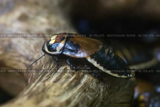 Warty glowspot cockroach, close-up Lucihormetica subcincta. Стоковое фото, фотограф Сергей Чайко / Фотобанк Лори
