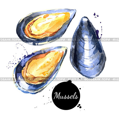 Watercolor hand drawn fresh mussels. Isolated organic natural vector illustration on white background. Стоковая иллюстрация, агентство Ingram Publishing / Фотобанк Лори