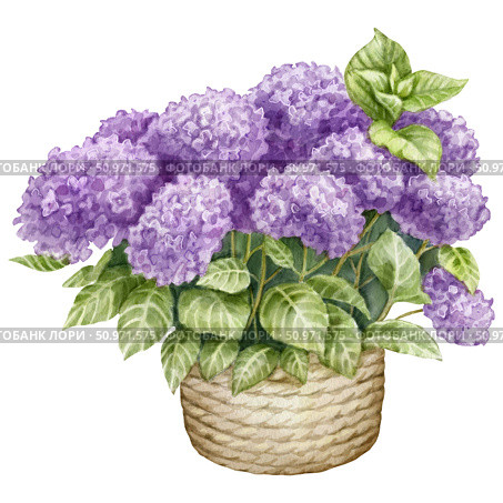 Watercolor illustration of Bouquet of Hydrangea flowers. Lush purple flowers in a basket. For flower shops, printing on postcards, greeting cards, business cards, etc. Стоковая иллюстрация, иллюстратор Larisa Hamukova / Фотобанк Лори