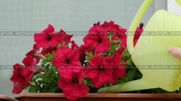 Watering Petunia bright red flowers in brown plastic pot on window sill. Home exterior decoration. Concept of plant care. Стоковое видео, видеограф Мария Зубарева / Фотобанк Лори