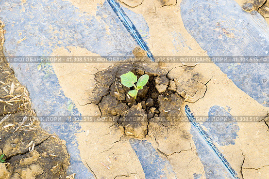 Watering system on the field of watermelons and melons. Shoots of melons and watermelons. Sown melon field. Стоковое фото, фотограф Леонид Еремейчук / Фотобанк Лори