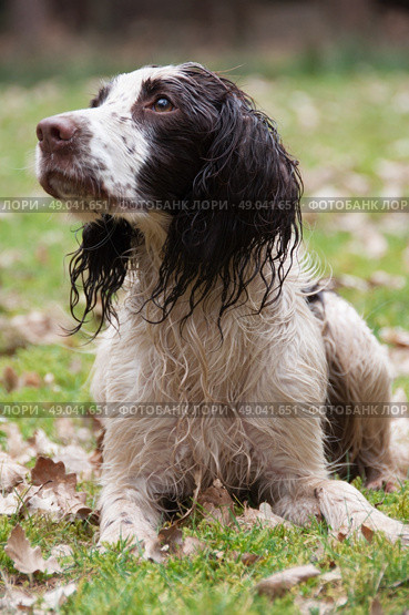 Wet liver and white springer spaniel laying down. Стоковое фото, агентство Ingram Publishing / Фотобанк Лори