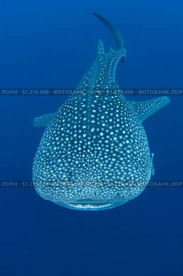 Whale shark, Cenderawasih Bay, Indonesia. VW Pics/Stocktrek Images/TASS. Стоковое фото, агентство ТАСС / Фотобанк Лори