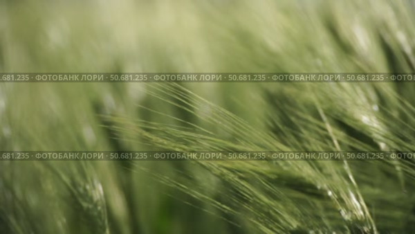 Wheat green field agriculture. The wind sways ears of barley wheat in the field, waves of crops at sunset. Agricultural business. Стоковое видео, видеограф svetograph / Фотобанк Лори
