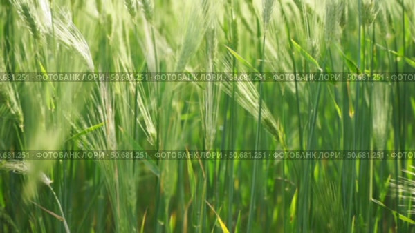 Wheat green field agriculture. The wind sways ears of barley wheat in the field, waves of crops at sunset. Agricultural business. Стоковое видео, видеограф svetograph / Фотобанк Лори