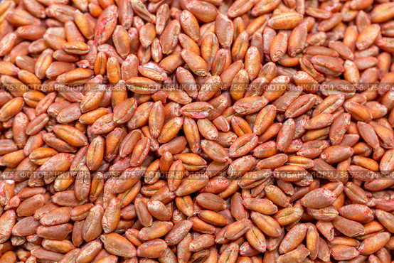 Wheat seeds, cereal seeds with red seed dressing or seed treatment. Стоковое фото, фотограф Ольга Сейфутдинова / Фотобанк Лори