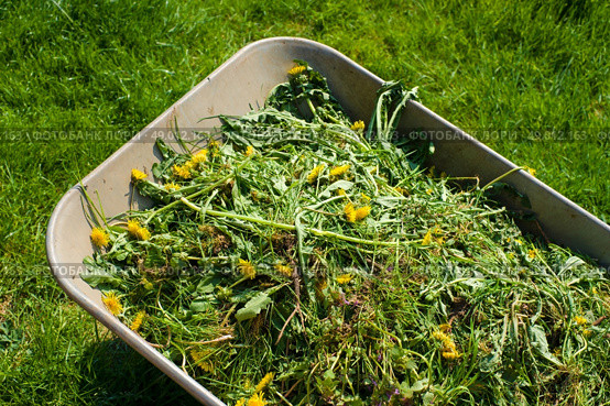 Wheelbarrow filled with weed in garden. Стоковое фото, агентство Ingram Publishing / Фотобанк Лори