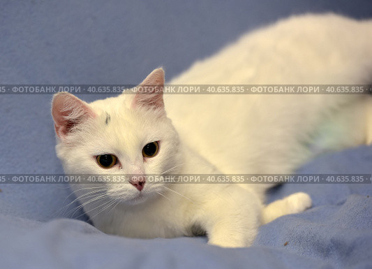 White albino cat. Стоковое фото, фотограф Анна Кривицкая / Фотобанк Лори