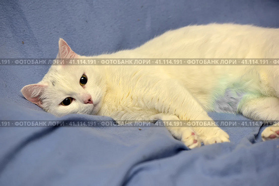 White albino cat. Стоковое фото, фотограф Анна Кривицкая / Фотобанк Лори