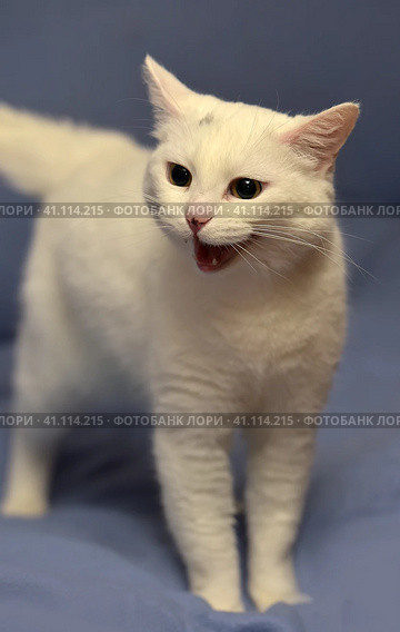 White albino cat. Стоковое фото, фотограф Анна Кривицкая / Фотобанк Лори