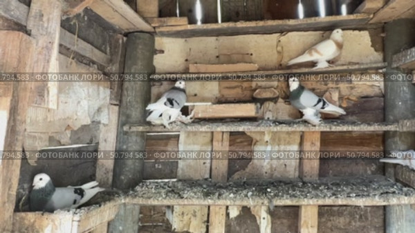 White and gray pigeons resting in a wooden coop A group of home pigeons perched and resting in a rustic wooden bird coop. Slow motion footage. Стоковое видео, видеограф Ирина Михайличенко / Фотобанк Лори