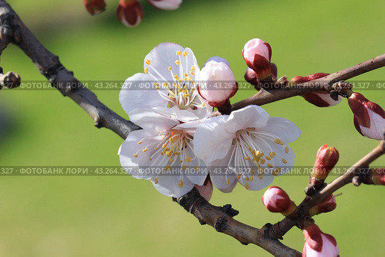 White and pink manchurian apricot flowers closeup. Стоковое фото, фотограф Светлана Ильева (Иванова) / Фотобанк Лори