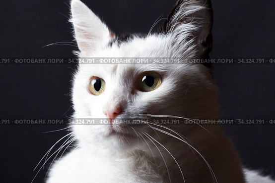 White cat portrait on black background. Стоковое фото, фотограф Яна Королёва / Фотобанк Лори