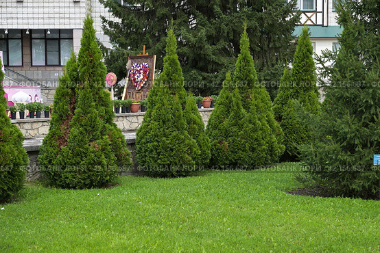 White Cedar Tree Thuja in a small garden. Two Arborvitae Emerald as an accent in the garden design. Sunny summer day. Стоковое фото, фотограф Вербицкая Светлана / Фотобанк Лори