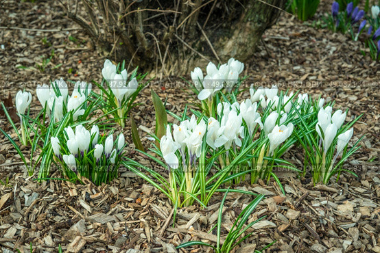 White crocus flower in a garden with bark in the spring. Стоковое фото, агентство Ingram Publishing / Фотобанк Лори