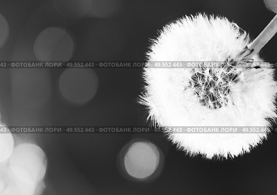 White dandelion head bloeball on minamalist black background. White dandelion on blue. Стоковое фото, агентство Ingram Publishing / Фотобанк Лори