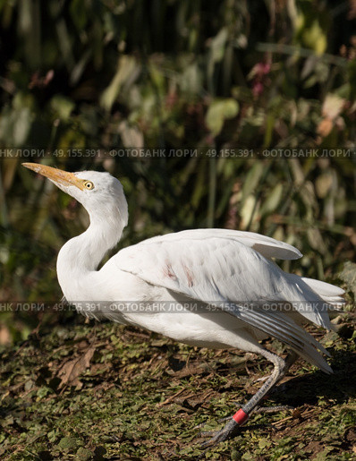 White egret about to fly. Стоковое фото, агентство Ingram Publishing / Фотобанк Лори
