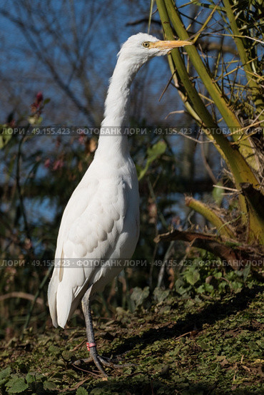 White egret standing looking. Стоковое фото, агентство Ingram Publishing / Фотобанк Лори