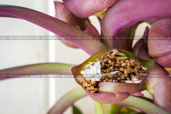 White flower of the boat lily or Moses-in-the-cradle in bloom. Tradescantia spathacea inflorescence. Стоковое фото, фотограф Зарифа Арсланова / Фотобанк Лори