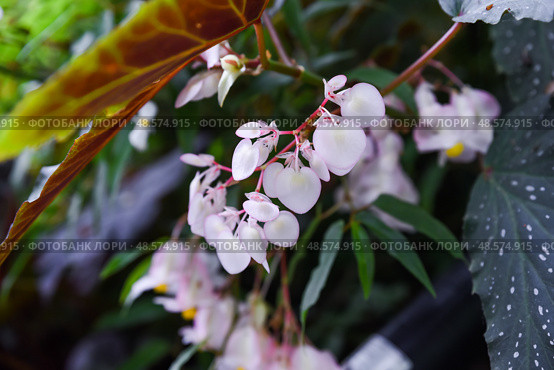 White-flowered Begonia thurstonii (family Begoniaceae) in Singapore. A rare color variant of this tropical ornamental plant, cultivated in botanical collections. Стоковое фото, фотограф Татьяна Терехина / Фотобанк Лори