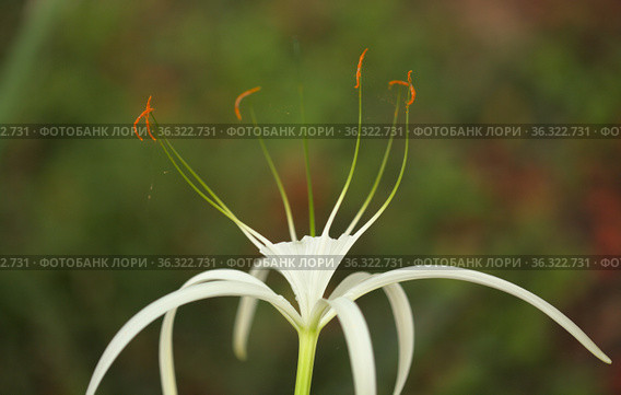 White flowers of Hymenocallis, spider lily, natural macro floral background. Стоковое фото, фотограф Tamara Kulikova / Фотобанк Лори