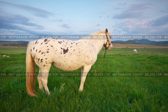 White horse standing on a green field. Nature composition. Стоковое фото, агентство Ingram Publishing / Фотобанк Лори