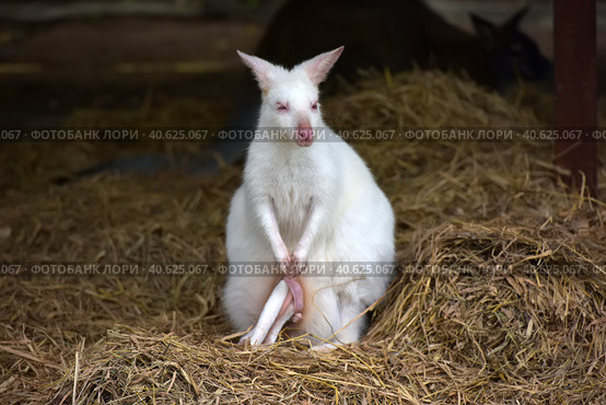 White kangaroo standing. Стоковое фото, фотограф Анна Кривицкая / Фотобанк Лори