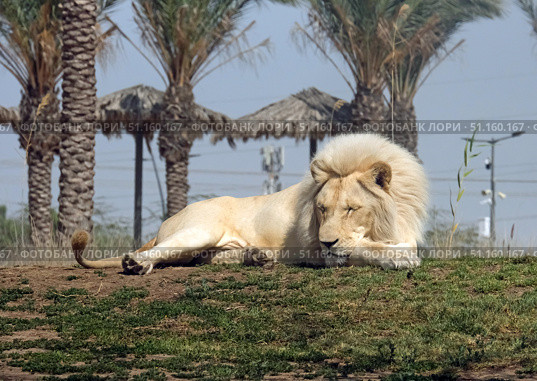 White Lion (lat. Panthera leo) Стоковое фото, фотограф Irina Opachevsky / Фотобанк Лори