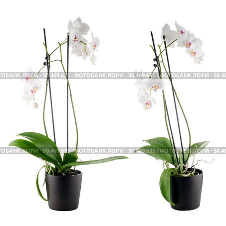 White orchid in a white flowerpot on dark background. Стоковое фото, агентство Ingram Publishing / Фотобанк Лори