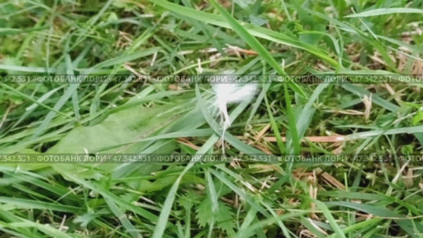 White Pterophorus (Pterophorus pentadactyla). The second name is the five-fingered fingerwing. Pterophorus is a type of butterfly that cannot fold its wings. The insect is white, thin and graceful. Стоковое видео, видеограф Andrew_Swarga / Фотобанк Лори