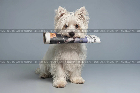 White shaggy dog ​​brought a fresh newspaper to his owner. Стоковое AI-изображение, AI-художник Дмитрий Киселёв / Фотобанк Лори
