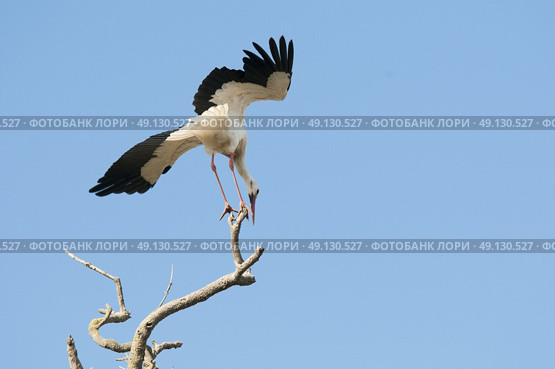 White Stork Perching On A Tree. Стоковое фото, агентство Ingram Publishing / Фотобанк Лори