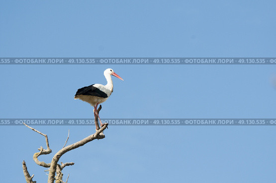 White Stork Perching On A Tree. Стоковое фото, агентство Ingram Publishing / Фотобанк Лори