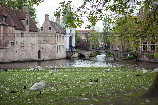 white swans on the pond Bruges, Belgium. White swans on the pond. Стоковое фото, агентство Ingram Publishing / Фотобанк Лори