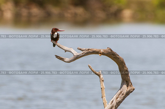 White-throated Kingfisher (Halcyon smyrnensis) sits on the wood in Yala National Park, Sri Lanka, Asia. Стоковое фото, агентство BE&W Photo / Фотобанк Лори