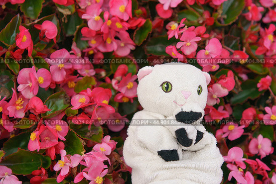 White toy kitten on the pink flowers background. Стоковое фото, фотограф YuryKara / Фотобанк Лори
