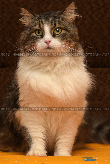 White with brown fluffy cat. Стоковое фото, фотограф Анна Кривицкая / Фотобанк Лори