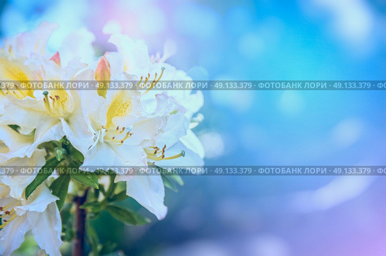 white yellow Rhododendron flowers in morning light in garden, close up. Стоковое фото, агентство Ingram Publishing / Фотобанк Лори