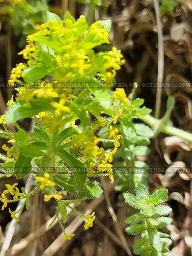 Wild Crimean grass with small yellow flowers. This plant is probably bedstraw (lat. Galium verum), widespread in Crimea. Flowers are collected in dense brushes, each flower is tiny, star-shaped. Leaves are narrow, slightly pubescent, arranged in whorls. The plant is surrounded by dry grass and needles of coniferous trees, which indicates a mountain or forest-steppe landscape. The atmosphere of the photo is sunny, warm, with a feeling of wild, untouched nature. Стоковое фото, фотограф Анна Кривицкая / Фотобанк Лори