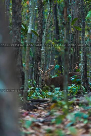 wild deer in the forest. Стоковое фото, агентство Ingram Publishing / Фотобанк Лори